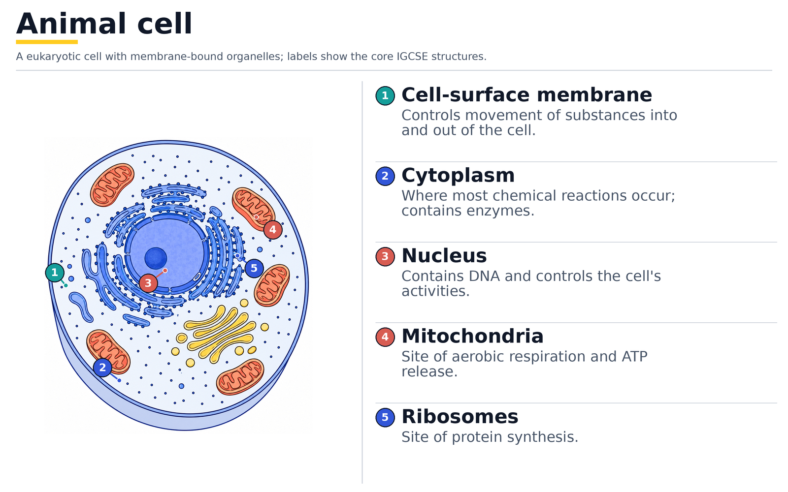 Animal cell labelled with cell-surface membrane, cytoplasm, nucleus, mitochondria and ribosomes