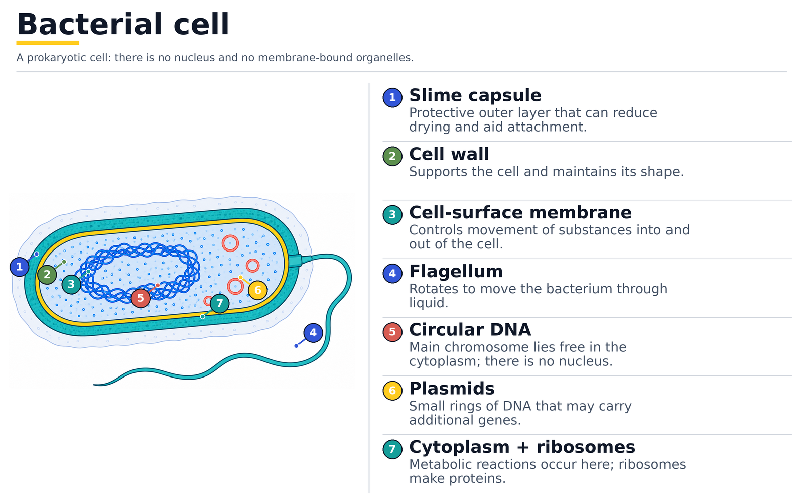 Bacterial cell labelled with slime capsule, cell wall, cell-surface membrane, flagellum, circular DNA, plasmids, and cytoplasm with ribosomes