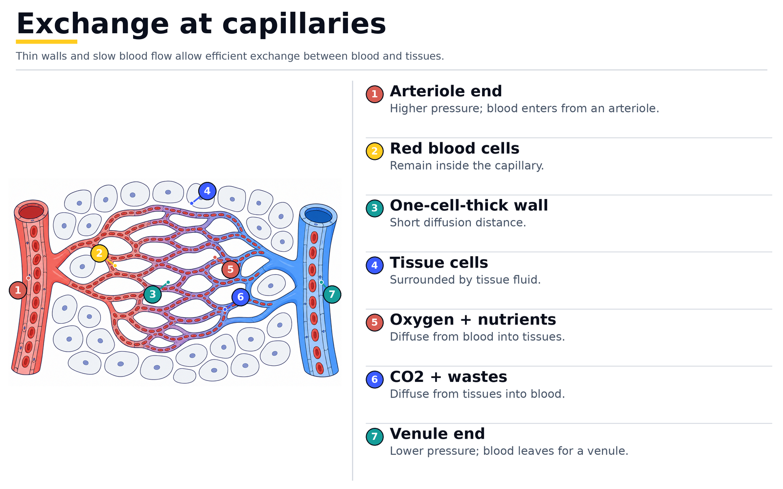 Exchange at a capillary: thin one-cell-thick wall from the arteriole end to the venule end, with oxygen and nutrients diffusing into tissue cells and carbon dioxide and wastes diffusing out