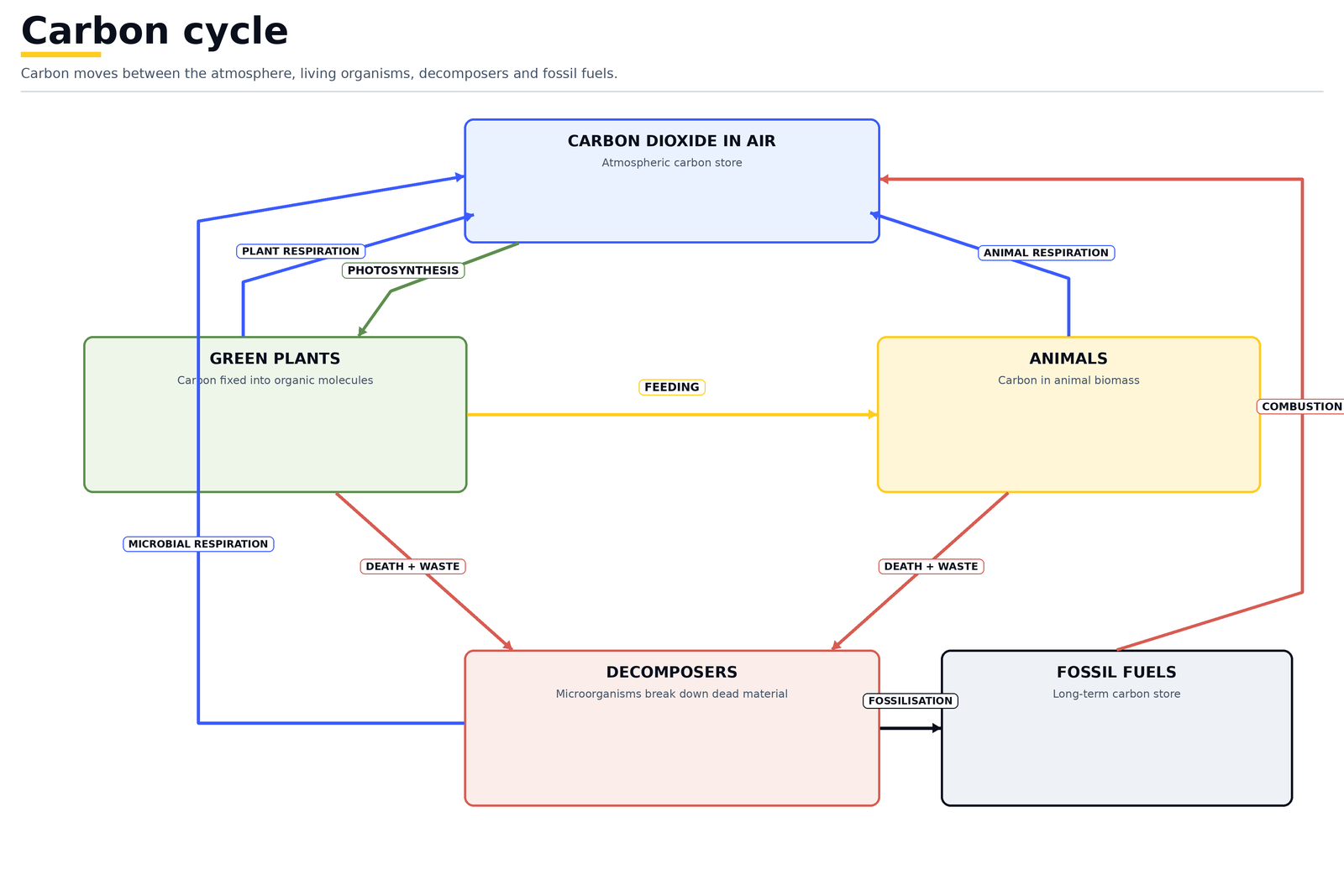 The carbon cycle: carbon dioxide in the air fixed by photosynthesis in green plants, passed on by feeding, returned by plant and animal respiration and by decomposers, and released by burning fossil fuels