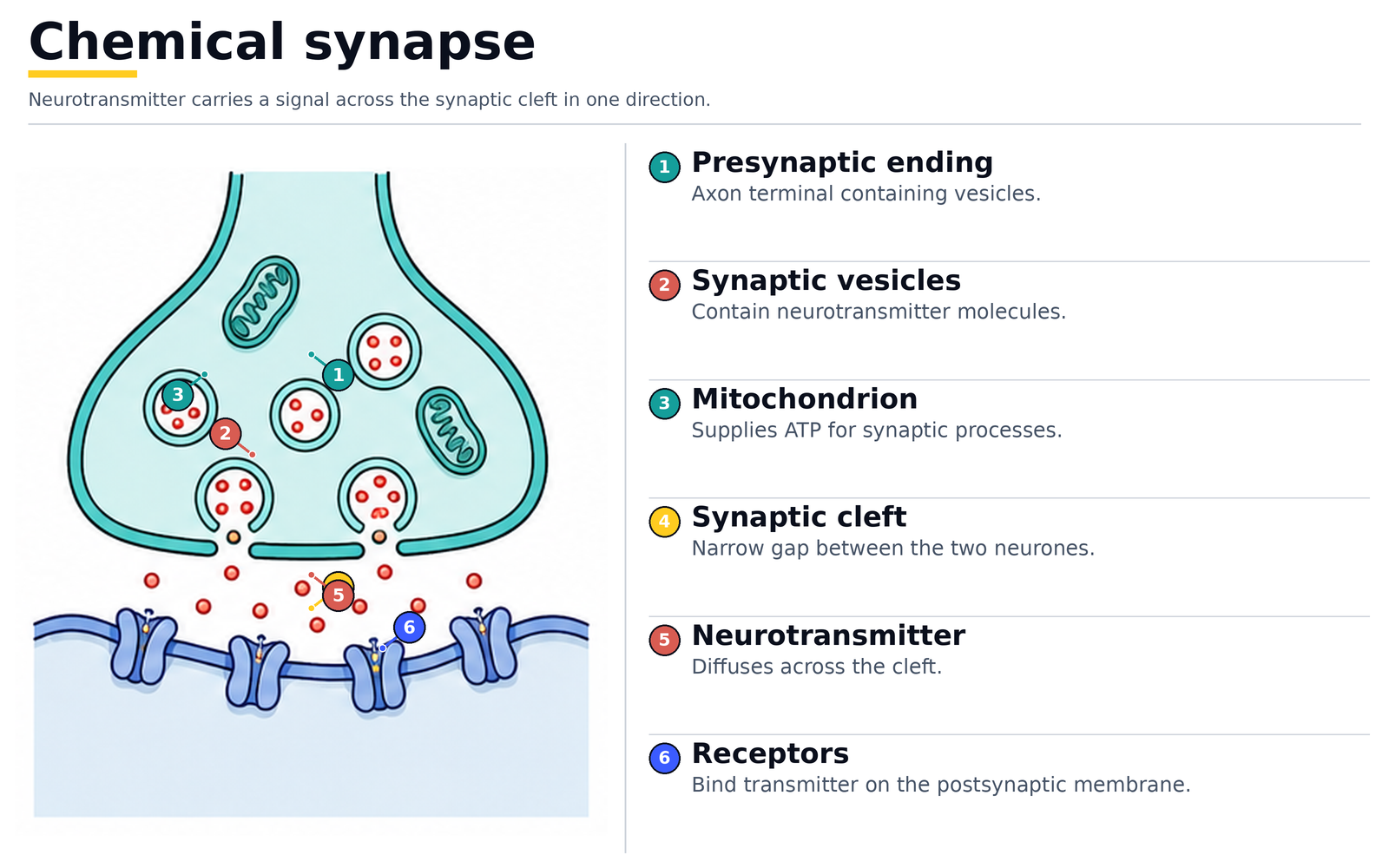 A chemical synapse: presynaptic ending with synaptic vesicles and mitochondria releasing neurotransmitter across the synaptic cleft onto receptors