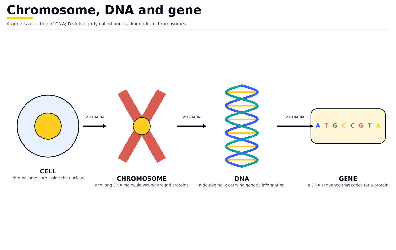 From cell to gene: a chromosome inside the nucleus, its DNA double helix, and a gene as a sequence of bases