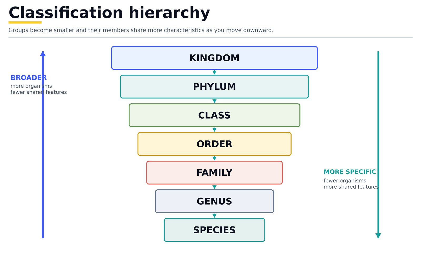 Classification hierarchy from broader to more specific: kingdom, phylum, class, order, family, genus, species