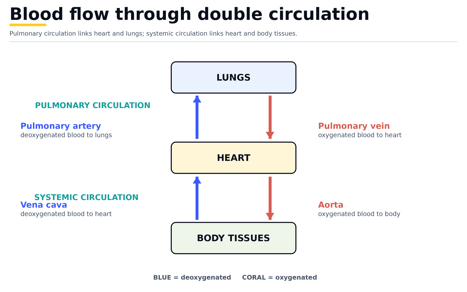 Blood flow through double circulation: pulmonary artery to the lungs and pulmonary vein back to the heart, vena cava in from the body and aorta out to it