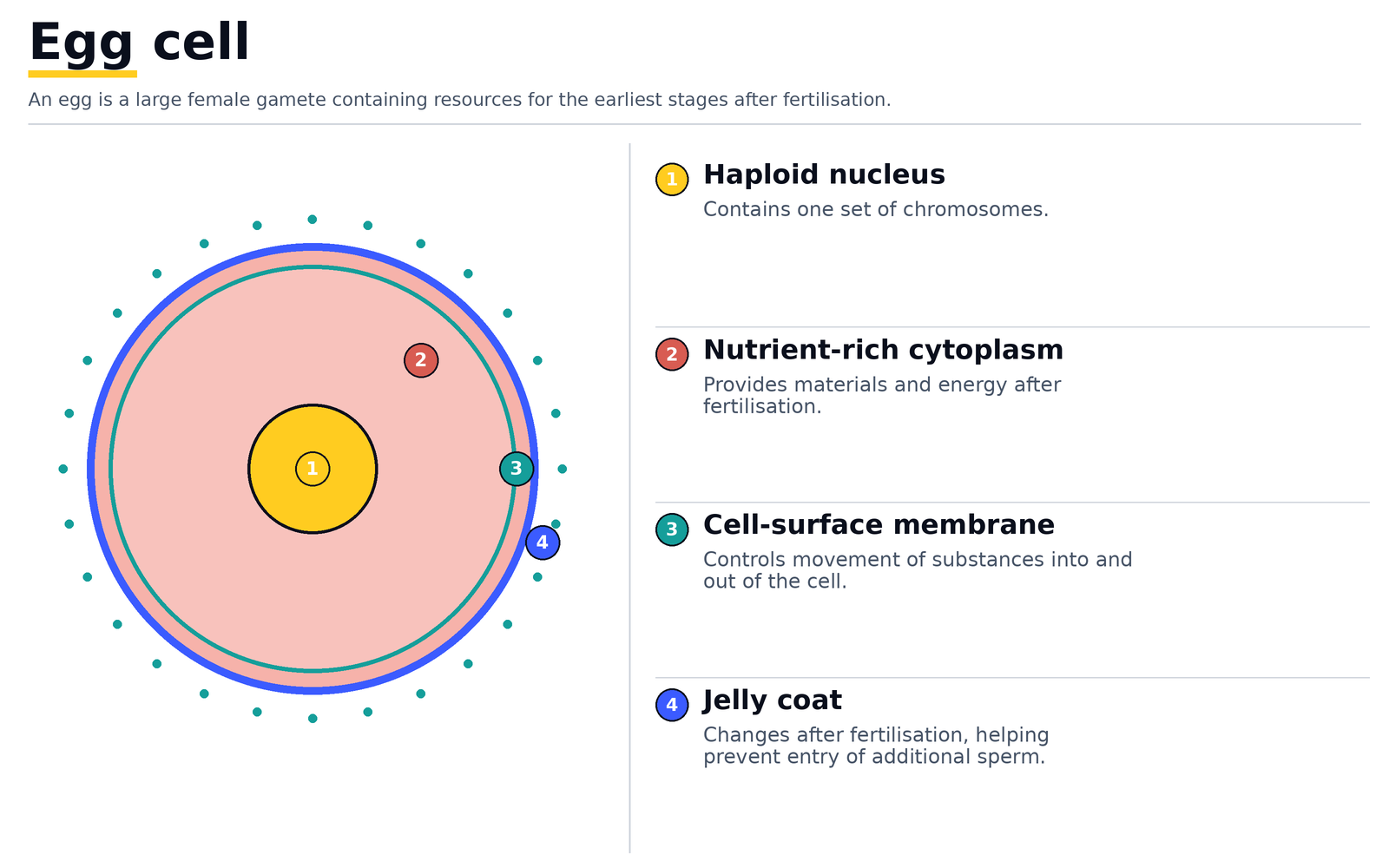 An egg cell: haploid nucleus, nutrient-rich cytoplasm, cell-surface membrane and jelly coat