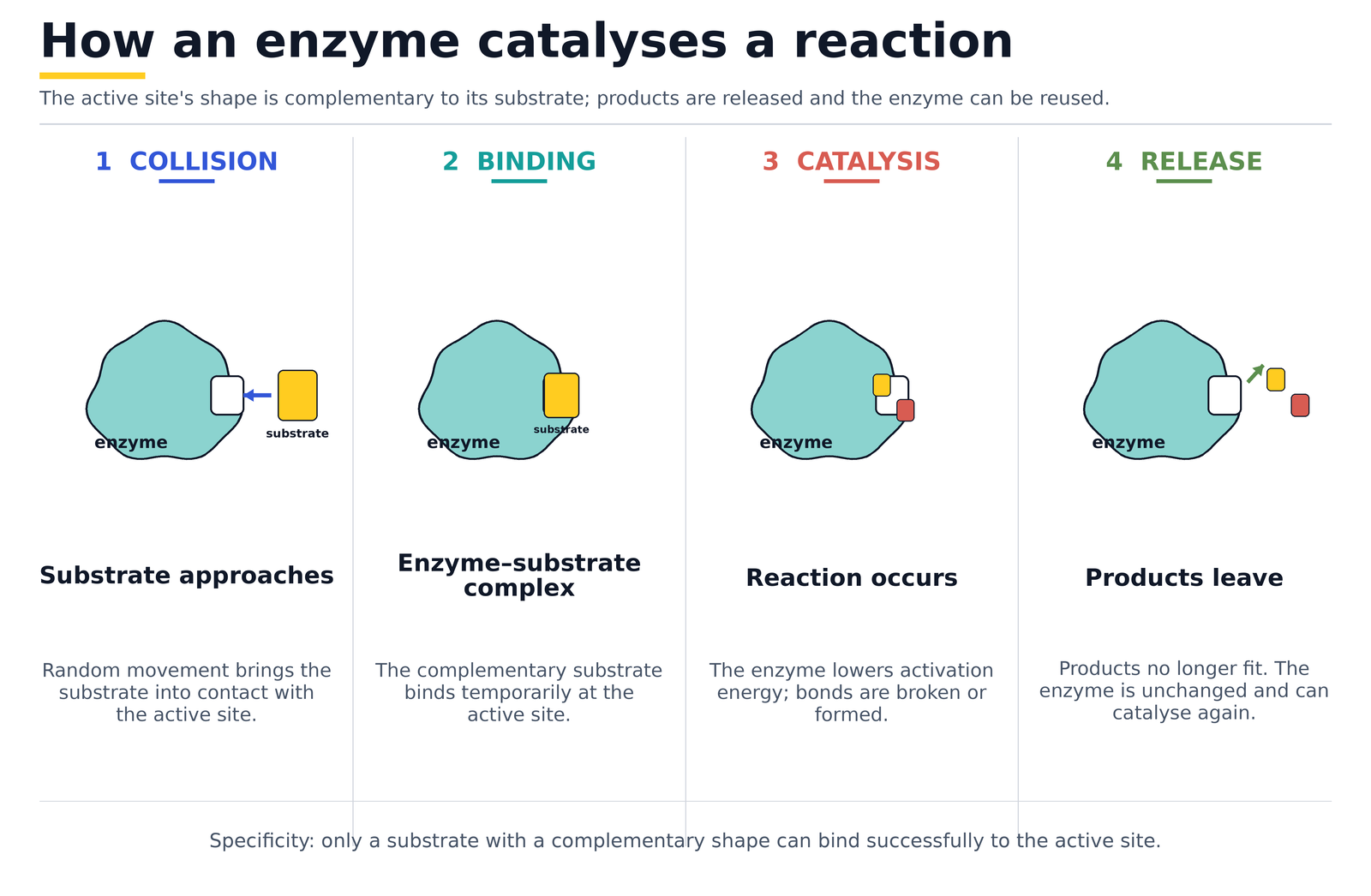 How an enzyme catalyses a reaction in four steps: collision, binding to form the enzyme-substrate complex, catalysis, and release of products leaving the enzyme unchanged