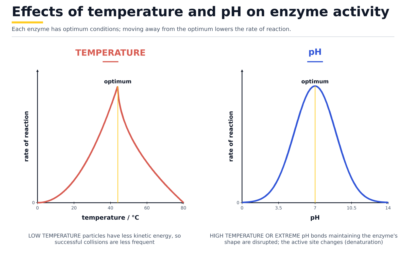 Effects of temperature and pH on enzyme activity: each curve rises to an optimum then falls as the enzyme denatures