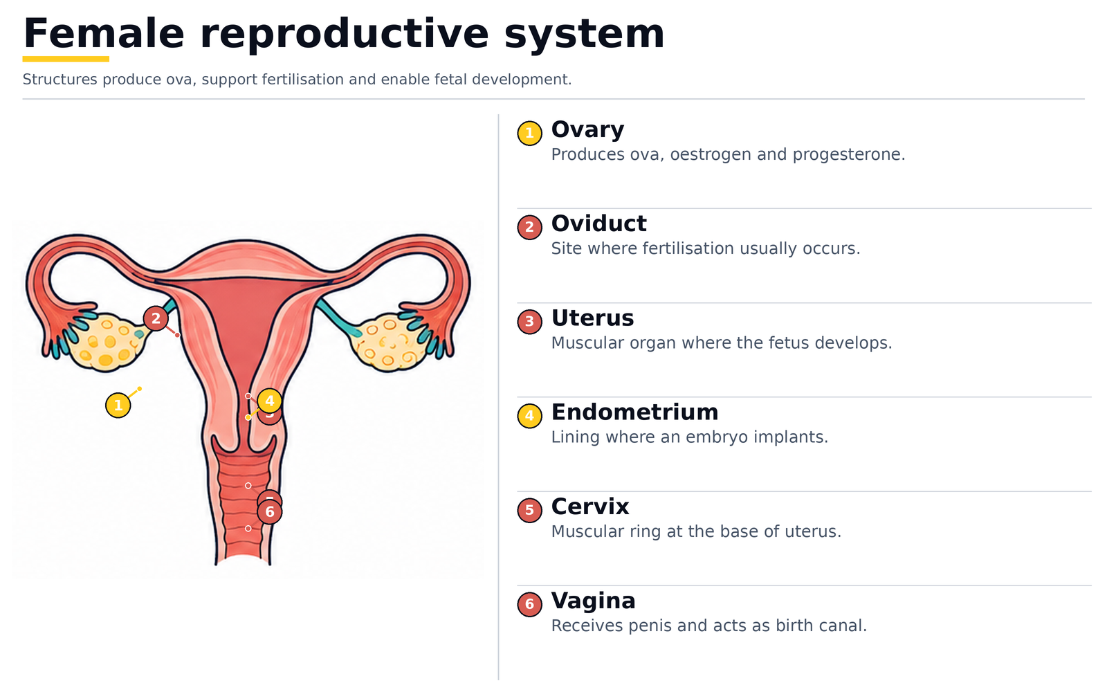 The female reproductive system: ovary, oviduct, uterus, endometrium, cervix and vagina
