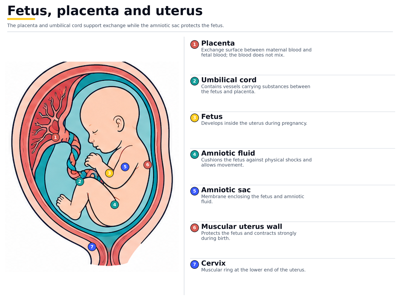 Fetus, placenta and uterus: placenta, umbilical cord, fetus, amniotic fluid and sac, muscular uterus wall and cervix