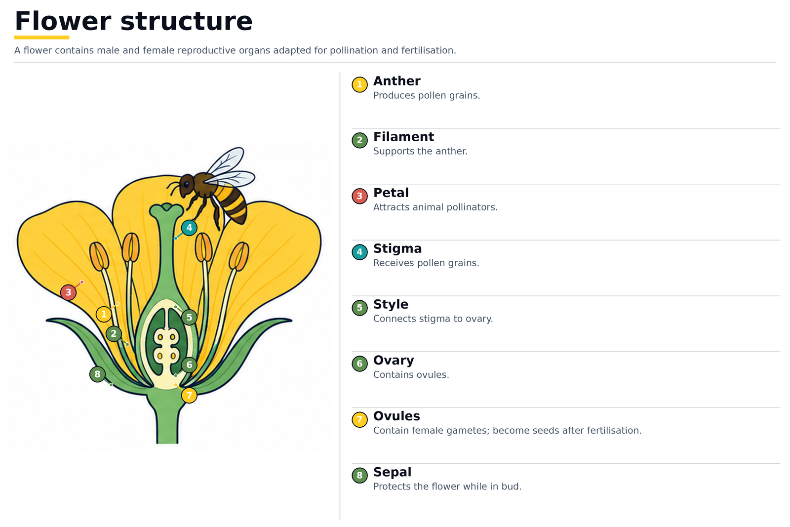 Flower structure: anther, filament, petal, stigma, style, ovary, ovules and sepal