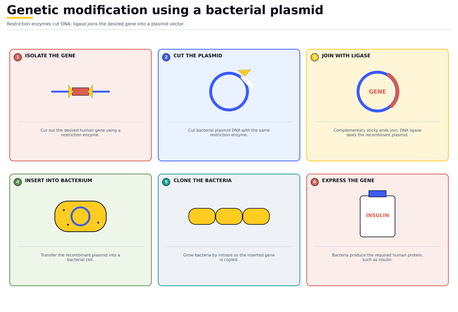 Genetic modification using a bacterial plasmid: isolate the gene, cut the plasmid with the same restriction enzyme, join with ligase, insert into a bacterium, clone the bacteria and express the gene to make insulin