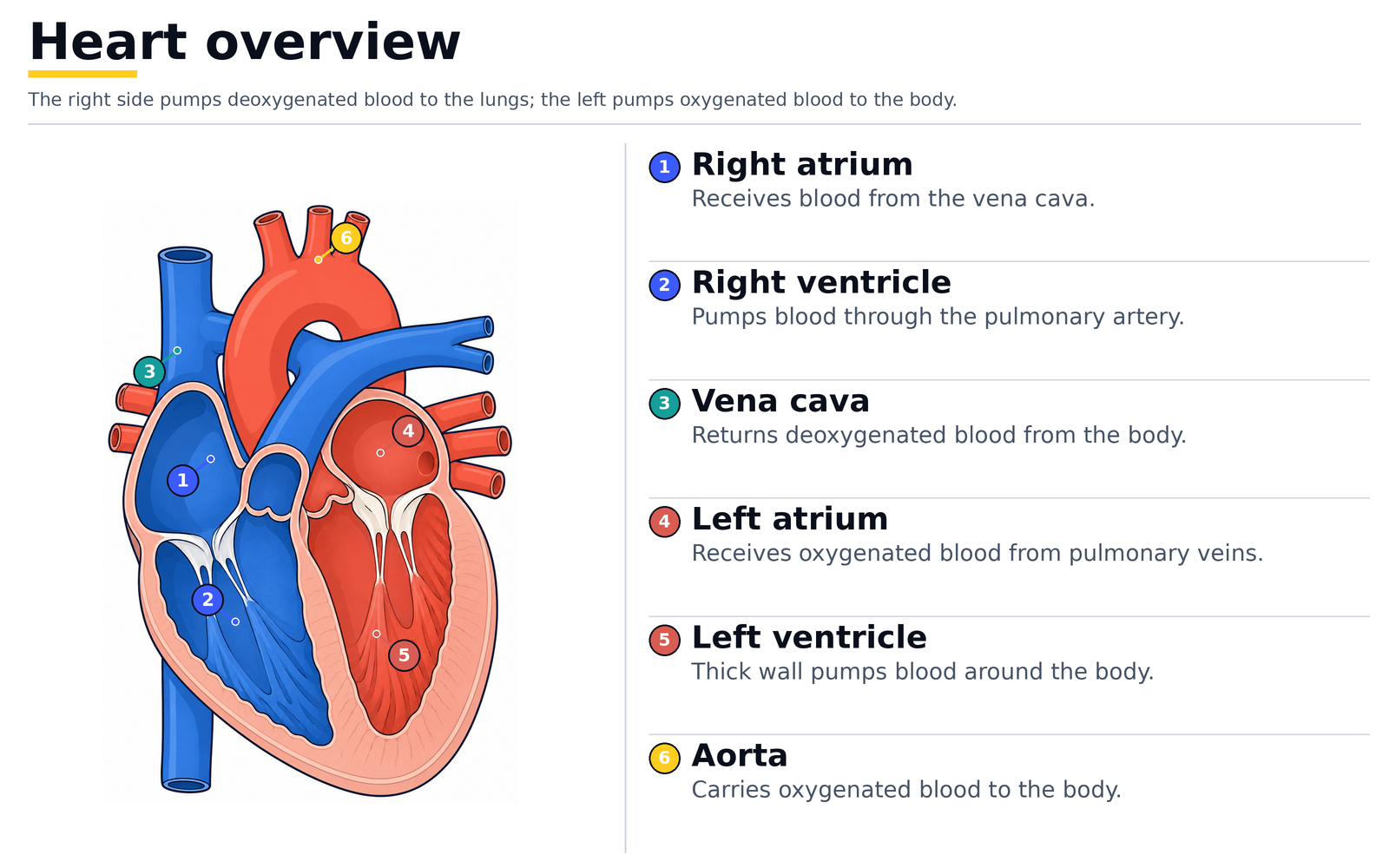 Heart overview: right atrium and right ventricle pumping to the lungs, left atrium and left ventricle pumping oxygenated blood to the body, with the vena cava and aorta