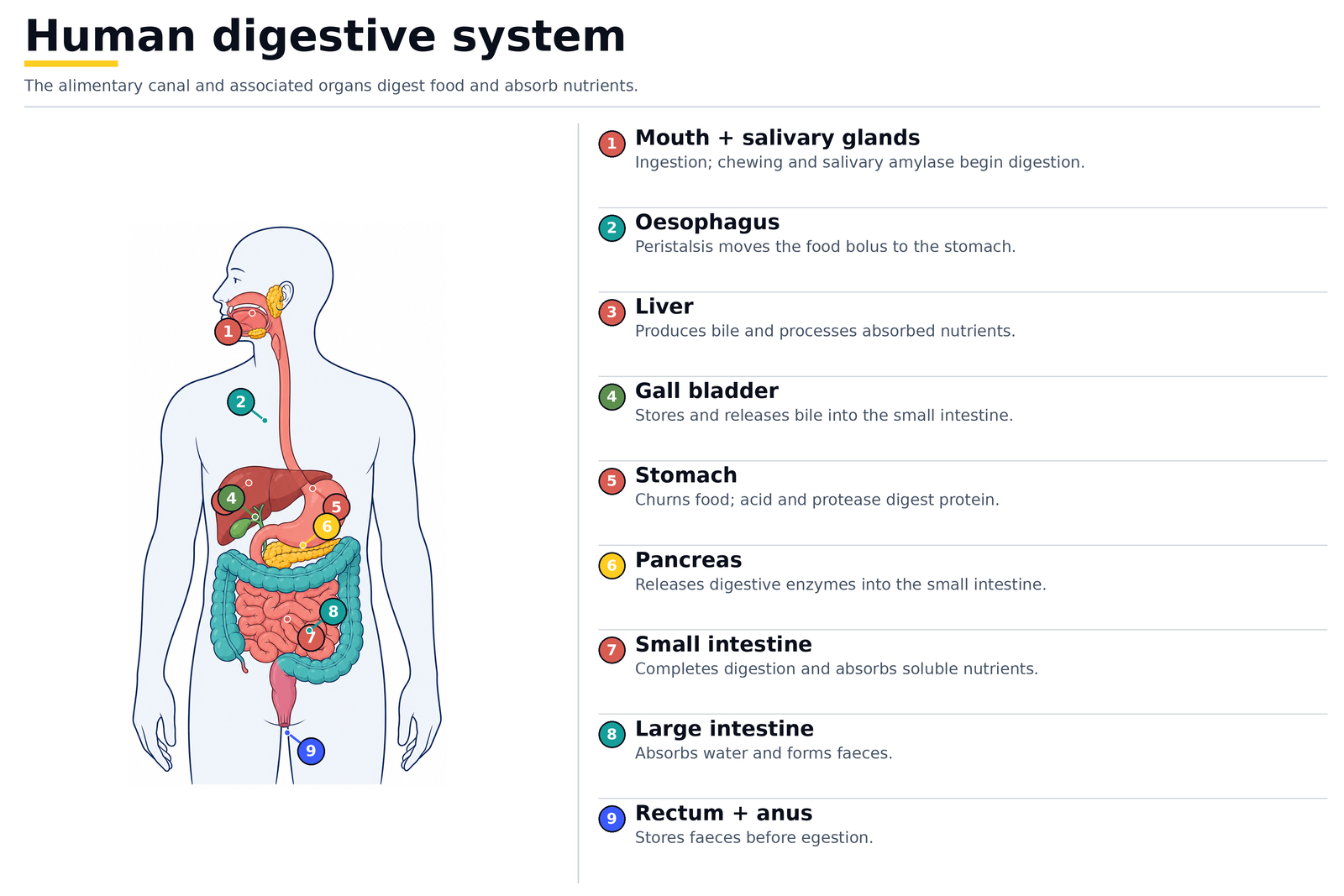 The human digestive system: mouth and salivary glands, oesophagus, liver, gall bladder, stomach, pancreas, small intestine, large intestine, rectum and anus