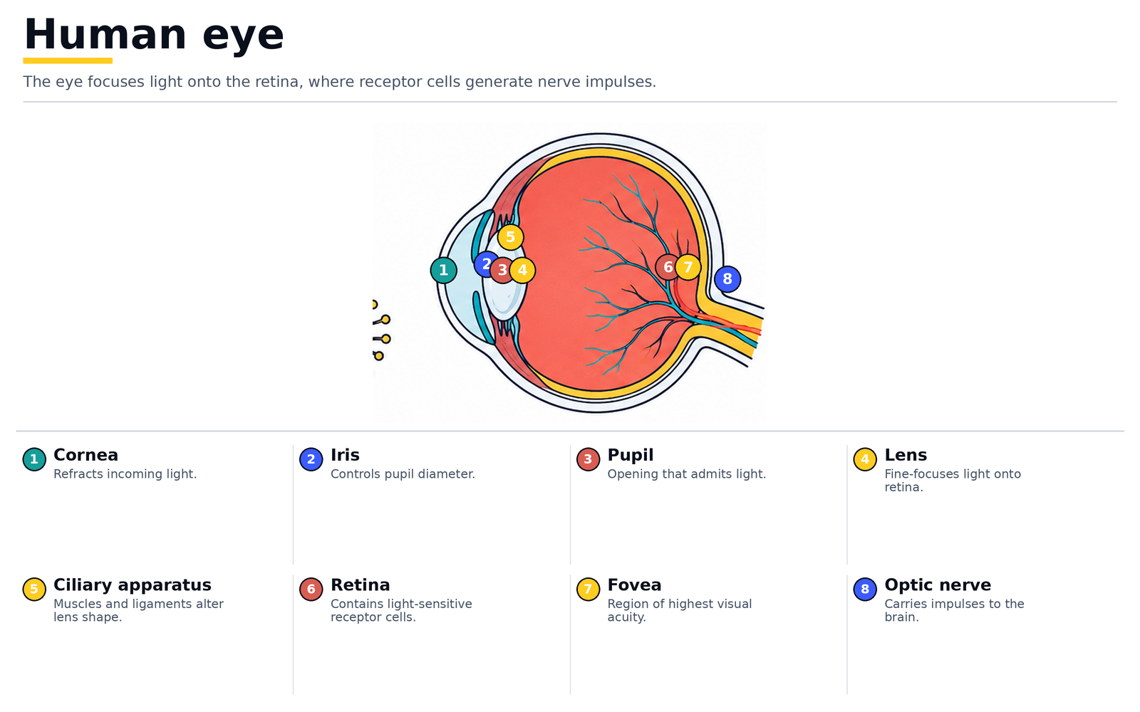 The human eye: cornea, iris, pupil, lens, ciliary apparatus, retina, fovea and optic nerve