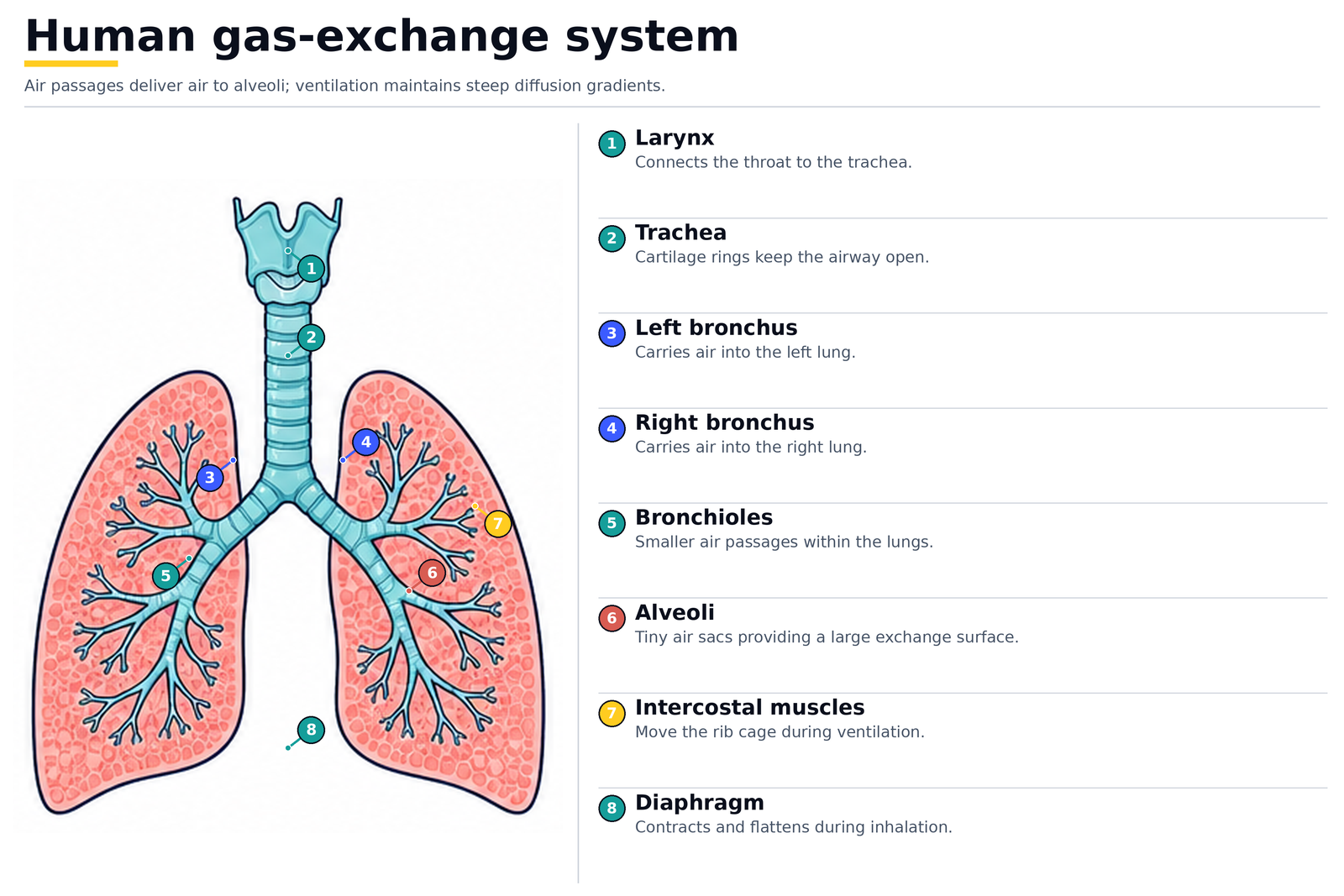The human gas-exchange system: larynx, trachea, left and right bronchus, bronchioles, alveoli, intercostal muscles and diaphragm