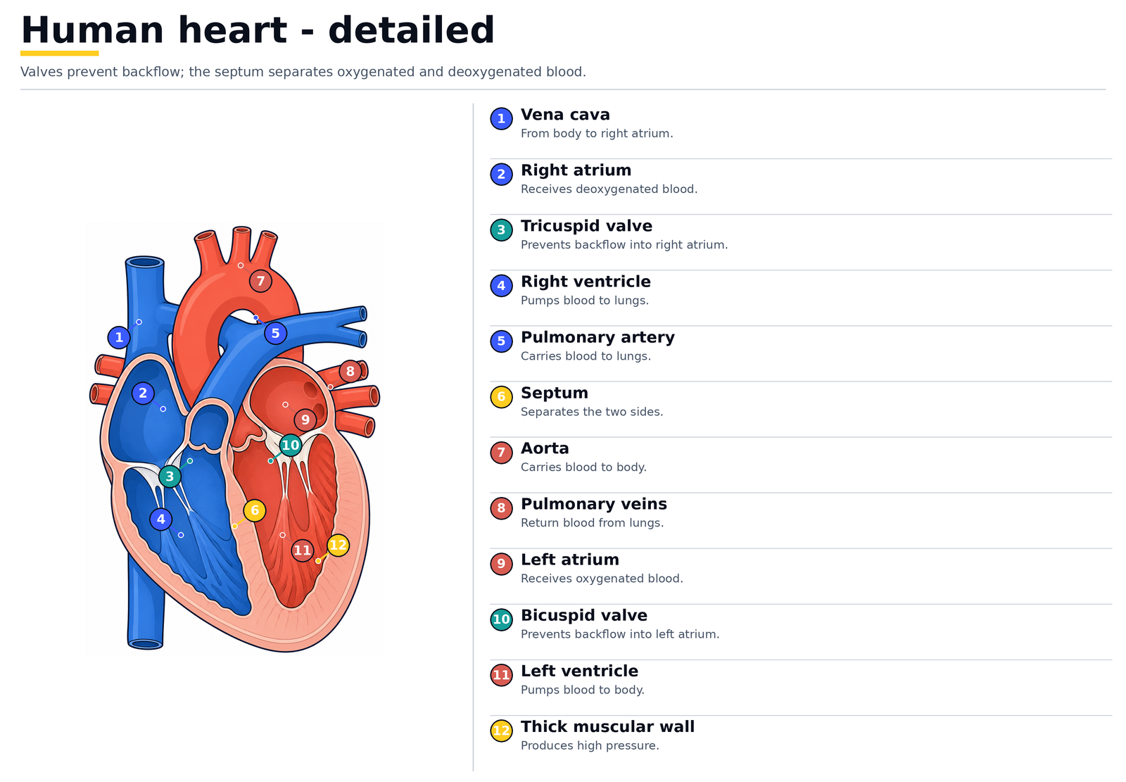 The human heart in detail: vena cava, right atrium, tricuspid valve, right ventricle, pulmonary artery, pulmonary veins, left atrium, bicuspid valve, left ventricle with its thick muscular wall, aorta and septum