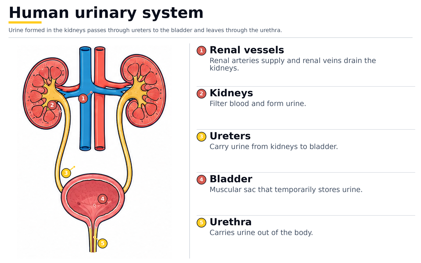 The human urinary system: renal vessels, kidneys, ureters, bladder and urethra