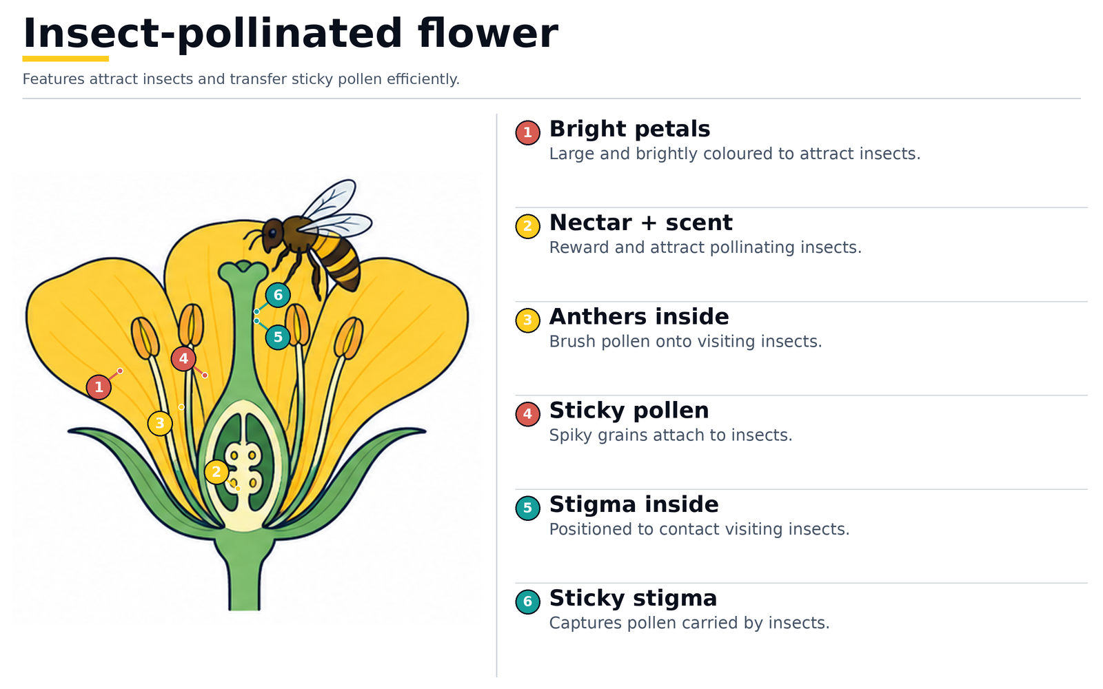 Insect-pollinated flower: bright petals, nectar and scent, anthers inside the flower, sticky spiky pollen and a sticky stigma inside