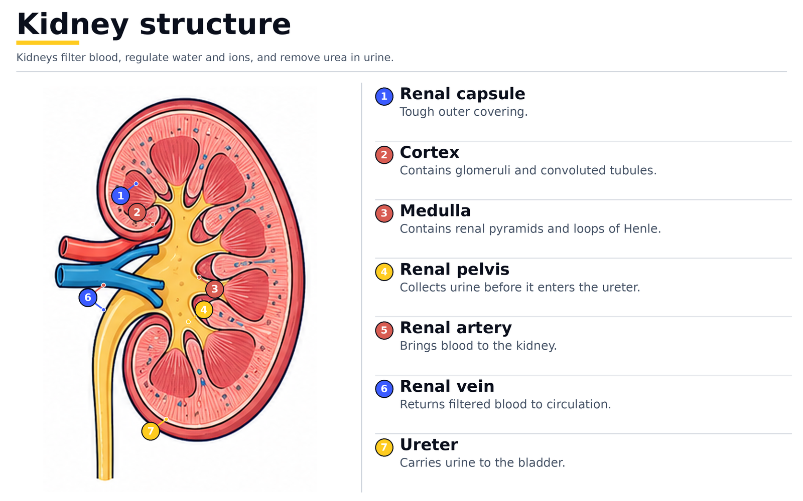 Kidney structure: renal capsule, cortex, medulla, renal pelvis, renal artery, renal vein and ureter