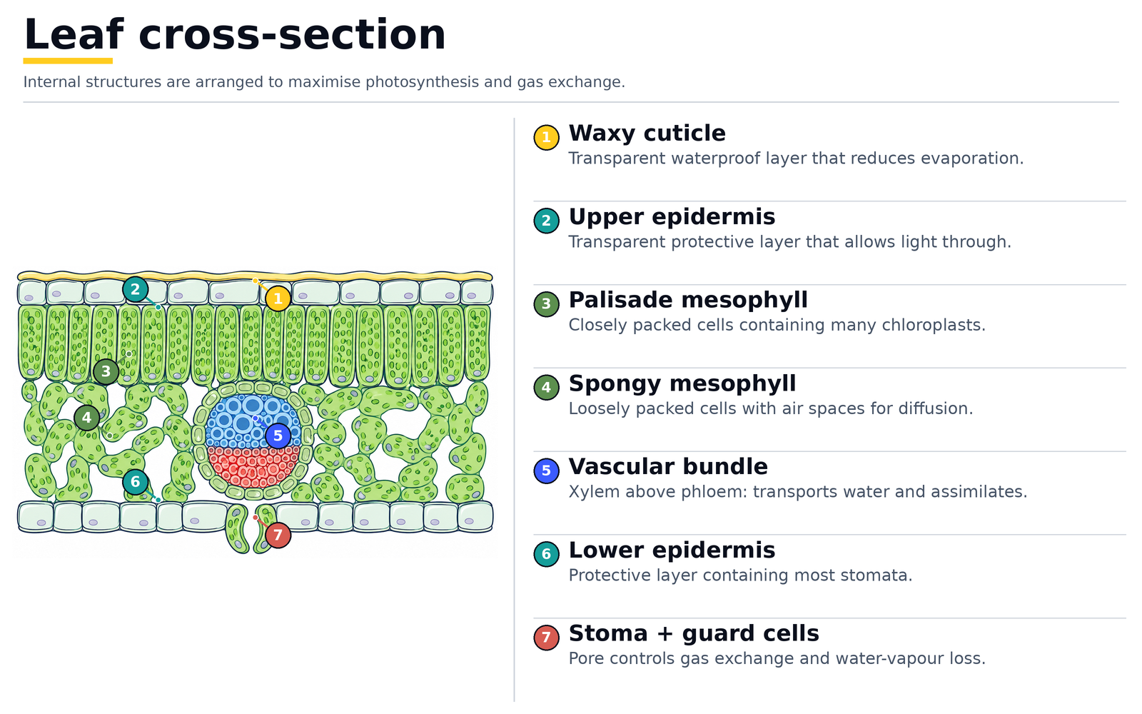 Leaf cross-section: waxy cuticle, upper epidermis, palisade mesophyll, spongy mesophyll, vascular bundle, lower epidermis, and stoma with guard cells