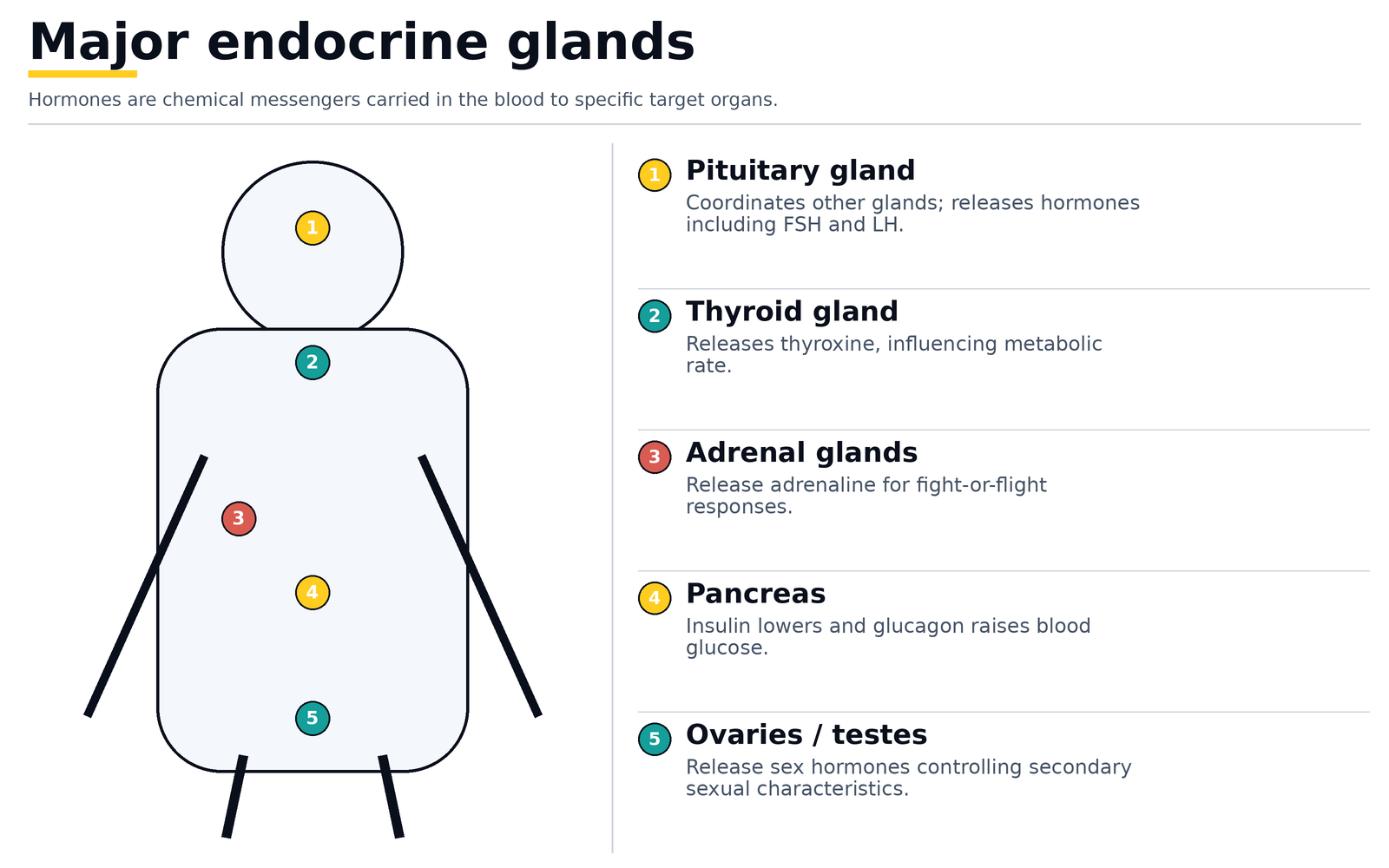 Major endocrine glands: pituitary, thyroid, adrenal glands, pancreas and ovaries or testes, and the hormones each releases