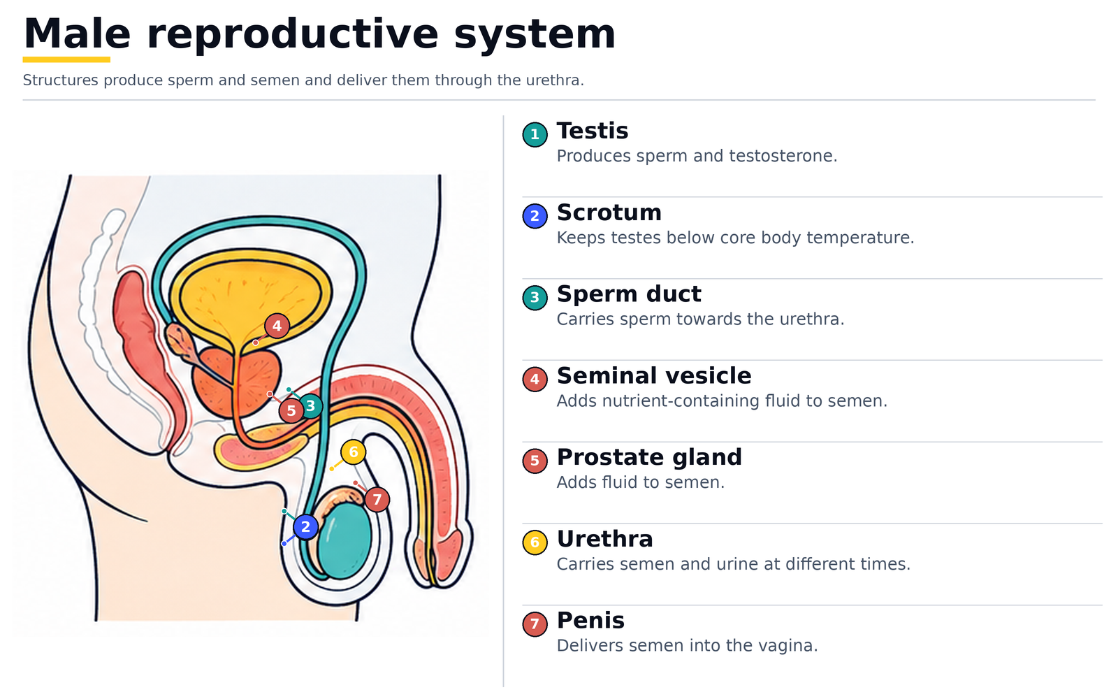 The male reproductive system: testis, scrotum, sperm duct, seminal vesicle, prostate gland, urethra and penis