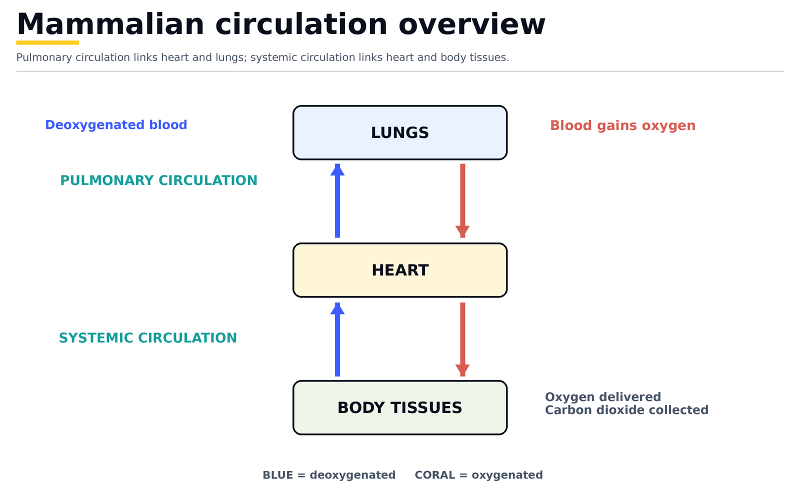 Mammalian circulation overview: the pulmonary circulation links heart and lungs, the systemic circulation links heart and body tissues