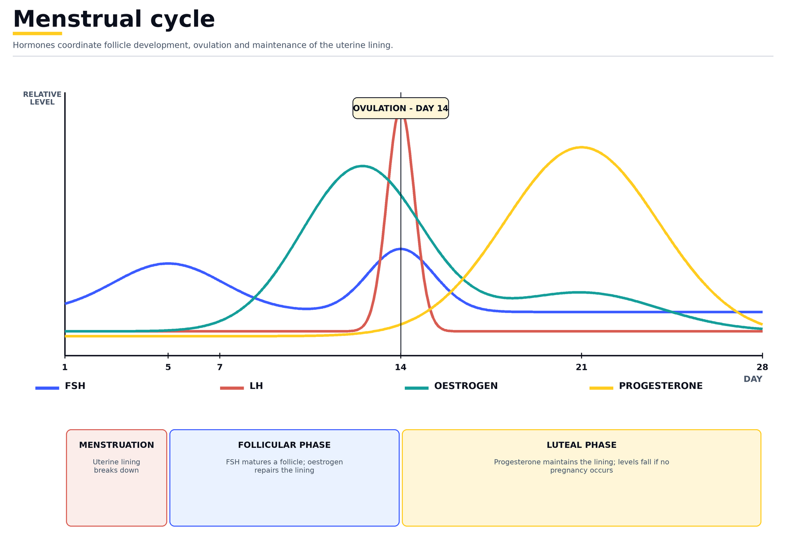The menstrual cycle: FSH, LH, oestrogen and progesterone levels across 28 days, through menstruation, the follicular phase, ovulation on day 14 and the luteal phase