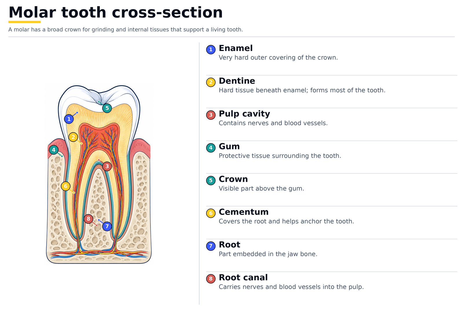 Cross-section of a molar tooth: enamel, dentine, pulp cavity, gum, crown, cementum, root and root canal