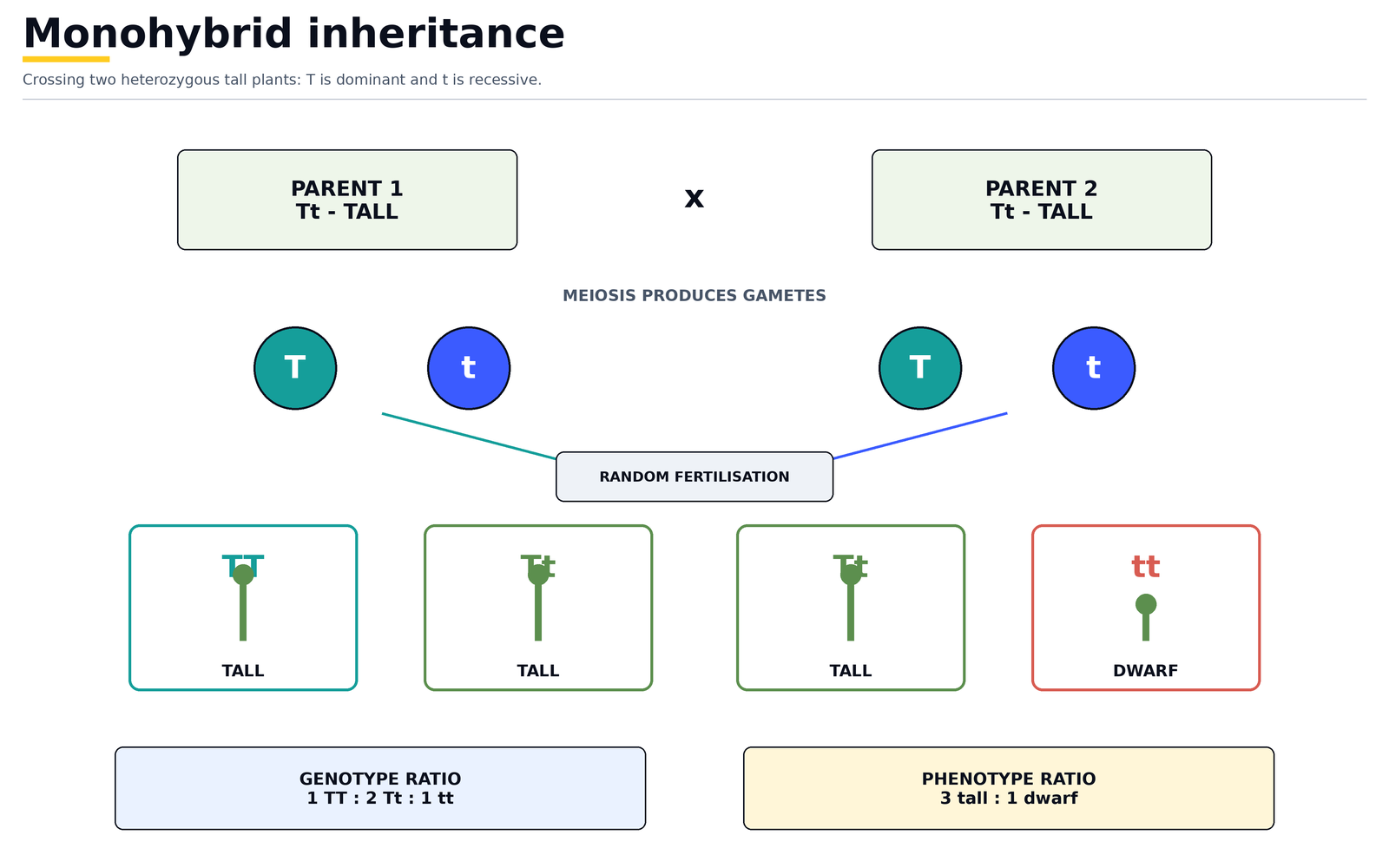 Monohybrid inheritance: Tt crossed with Tt, gametes formed by meiosis and combined at random, giving a 1 TT : 2 Tt : 1 tt genotype ratio and a 3 tall : 1 dwarf phenotype ratio
