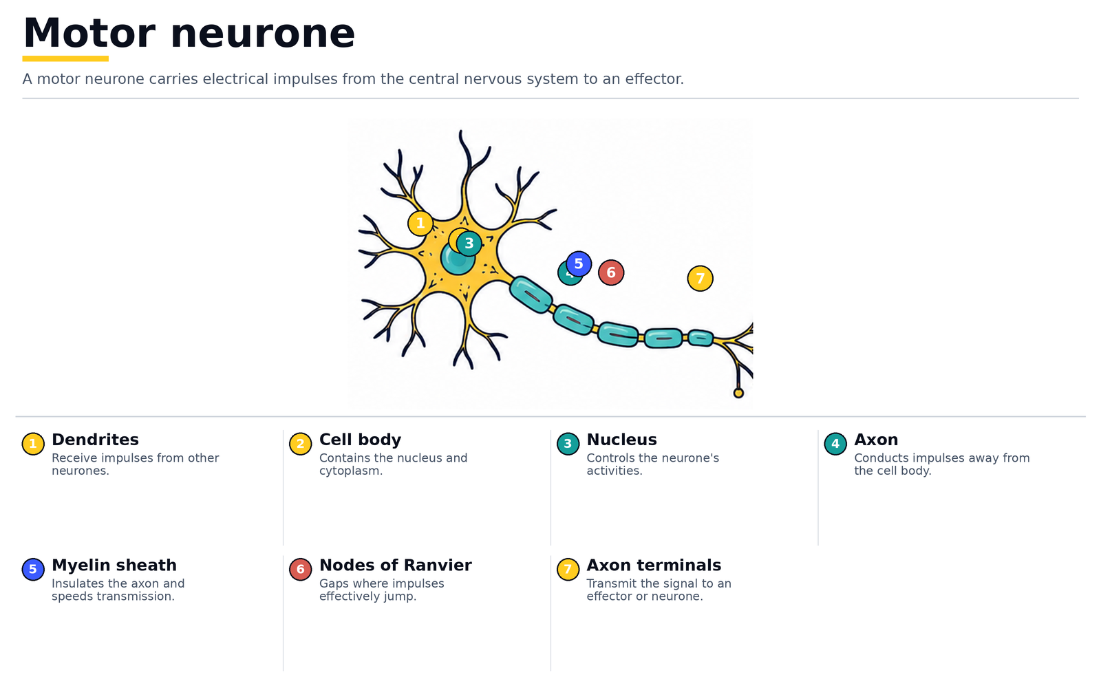 A motor neurone: dendrites, cell body, nucleus, axon, myelin sheath, nodes of Ranvier and axon terminals
