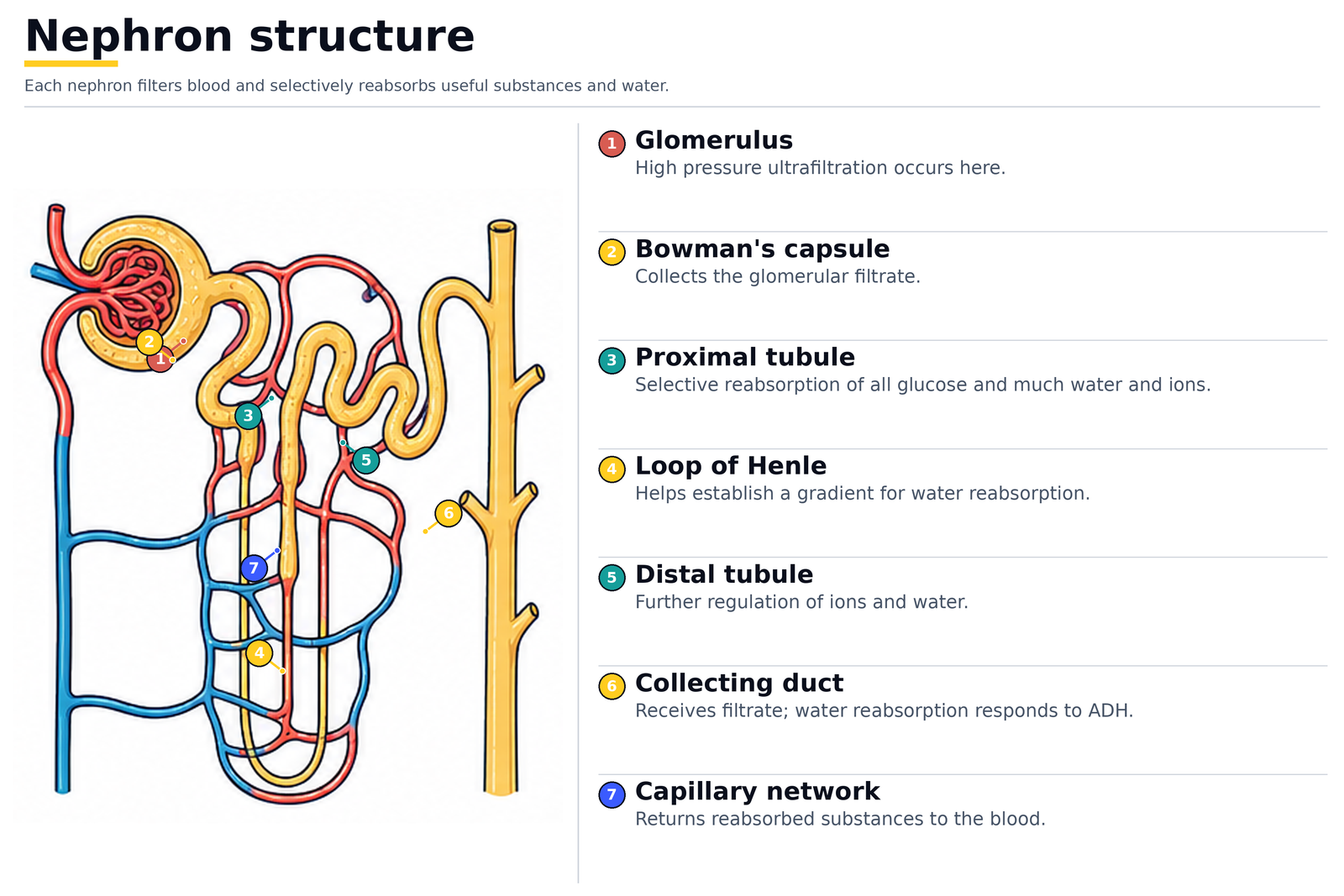 Nephron structure: glomerulus, Bowman's capsule, proximal tubule, loop of Henle, distal tubule, collecting duct and capillary network