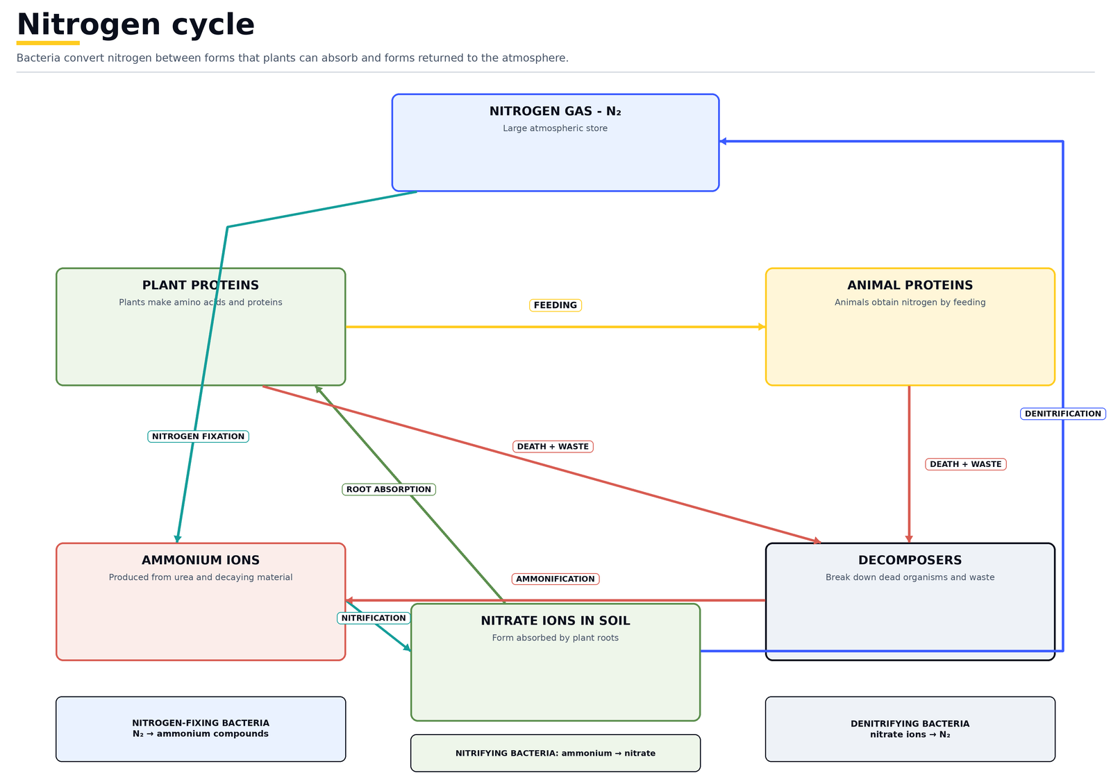The nitrogen cycle: nitrogen gas fixed by nitrogen-fixing bacteria into plant and animal proteins, released by decomposers as ammonium ions, converted by nitrifying bacteria into nitrate ions in the soil, and returned to the air by denitrifying bacteria