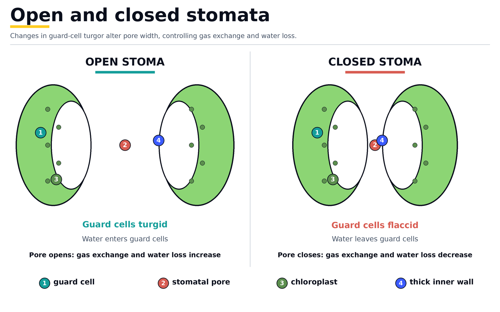 Open and closed stomata: turgid guard cells open the pore so gas exchange and water loss increase, flaccid guard cells close it