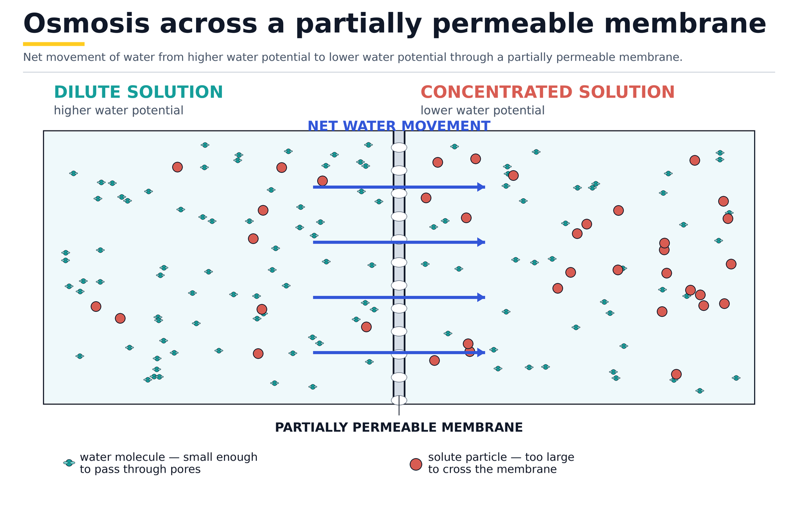 Osmosis across a partially permeable membrane: net movement of water from the dilute solution of higher water potential to the concentrated solution of lower water potential, while the larger solute particles cannot pass