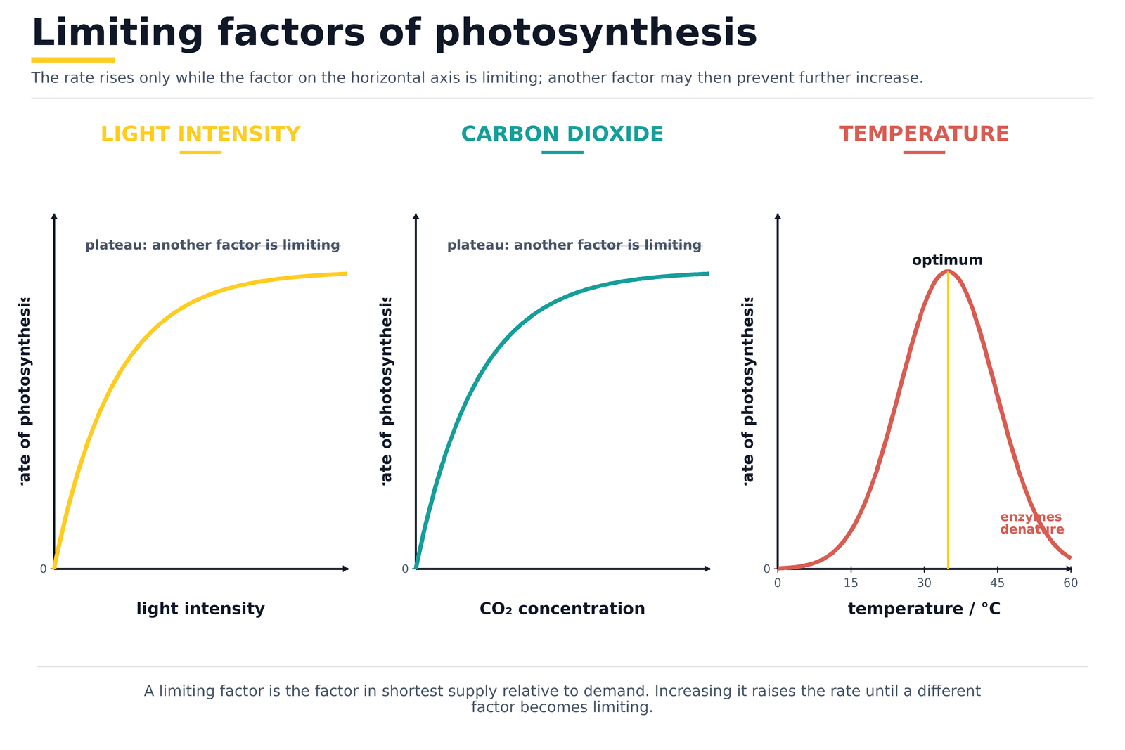 Limiting factors of photosynthesis: rate against light intensity, carbon dioxide concentration and temperature, showing plateaus and an optimum