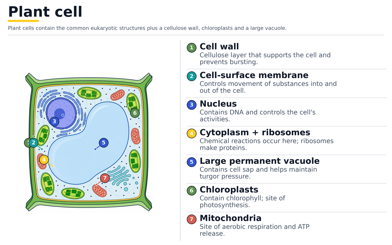 Plant cell labelled with cellulose cell wall, cell-surface membrane, nucleus, cytoplasm and ribosomes, large permanent vacuole, chloroplasts and mitochondria