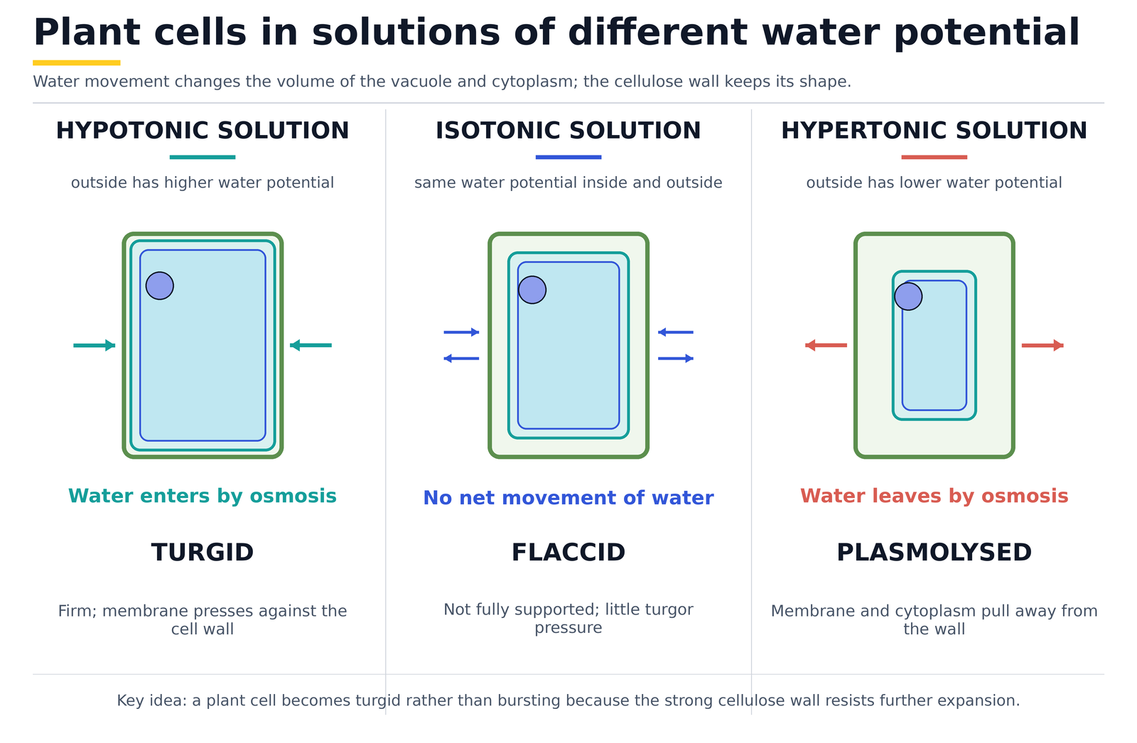 Plant cells in solutions of different water potential: turgid in a hypotonic solution, flaccid in an isotonic solution, and plasmolysed in a hypertonic solution