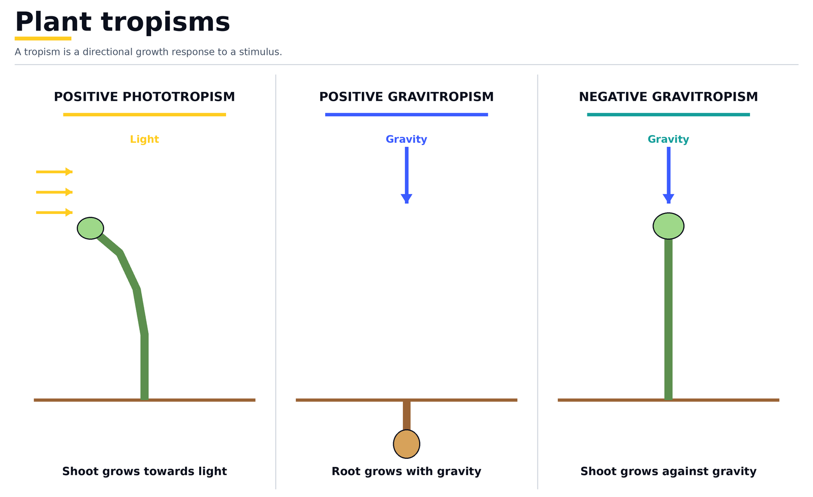 Plant tropisms: positive phototropism as a shoot grows towards light, positive gravitropism as a root grows with gravity, and negative gravitropism as a shoot grows against it
