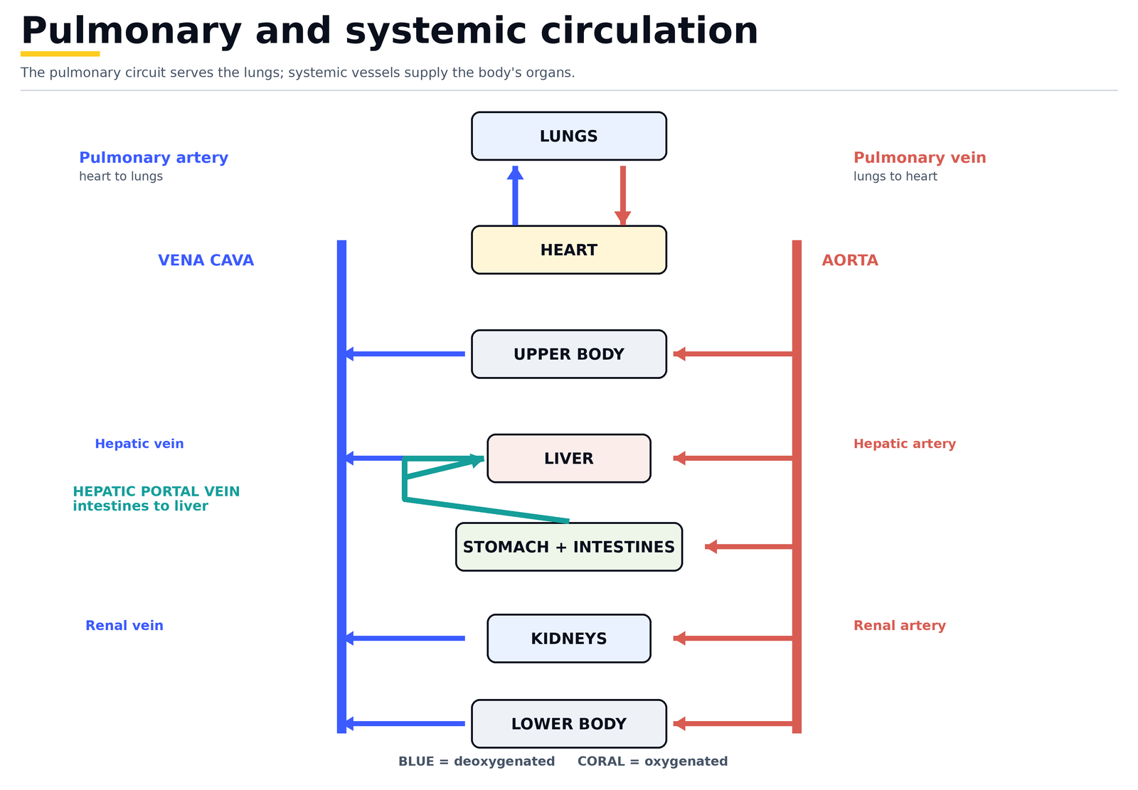 Pulmonary and systemic circulation: the pulmonary circuit serves the lungs while systemic vessels supply the upper body, liver, stomach and intestines, kidneys and lower body