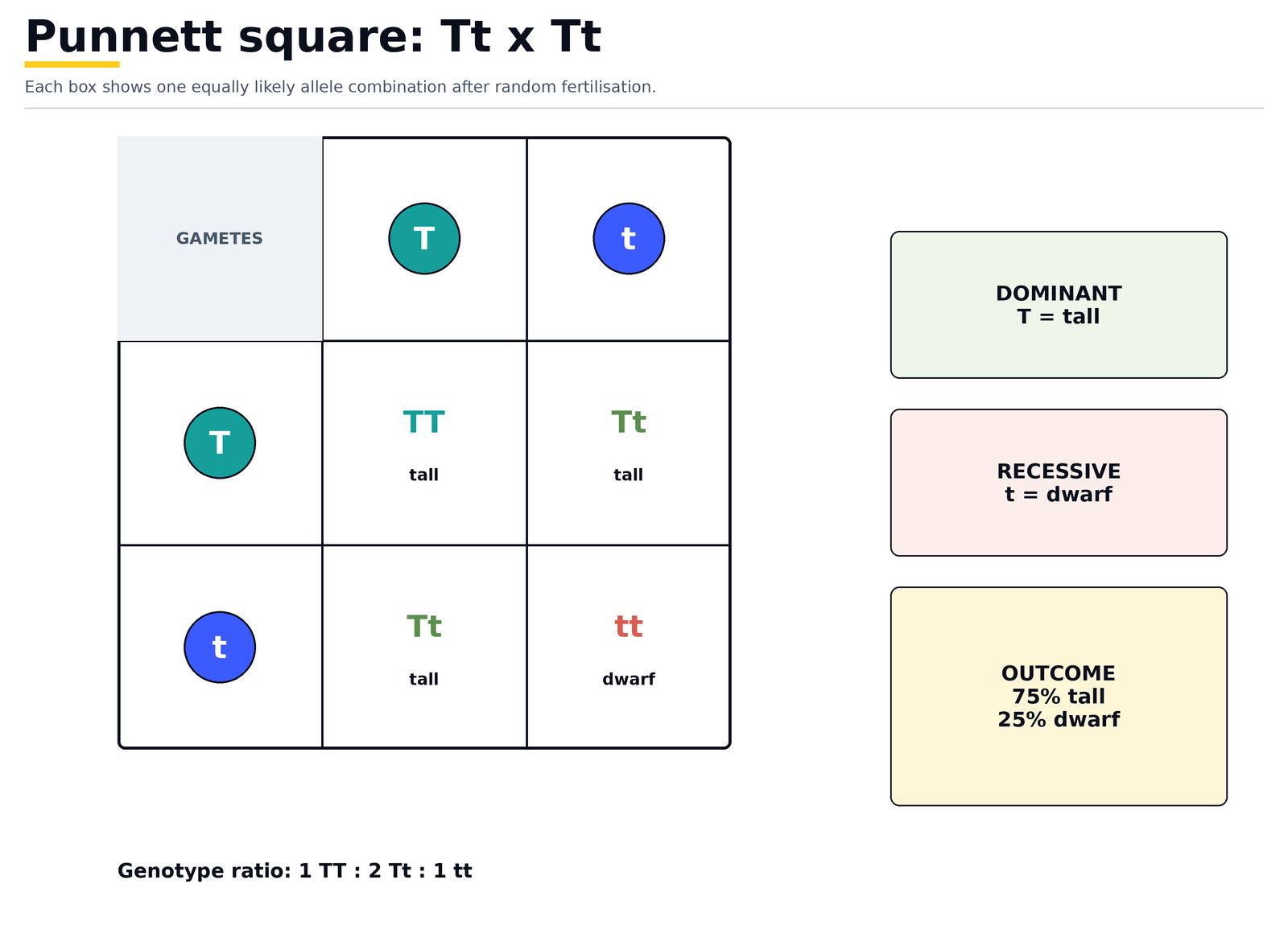 Punnett square for Tt crossed with Tt: TT, Tt and Tt are tall and tt is dwarf, an outcome of 75% tall and 25% dwarf