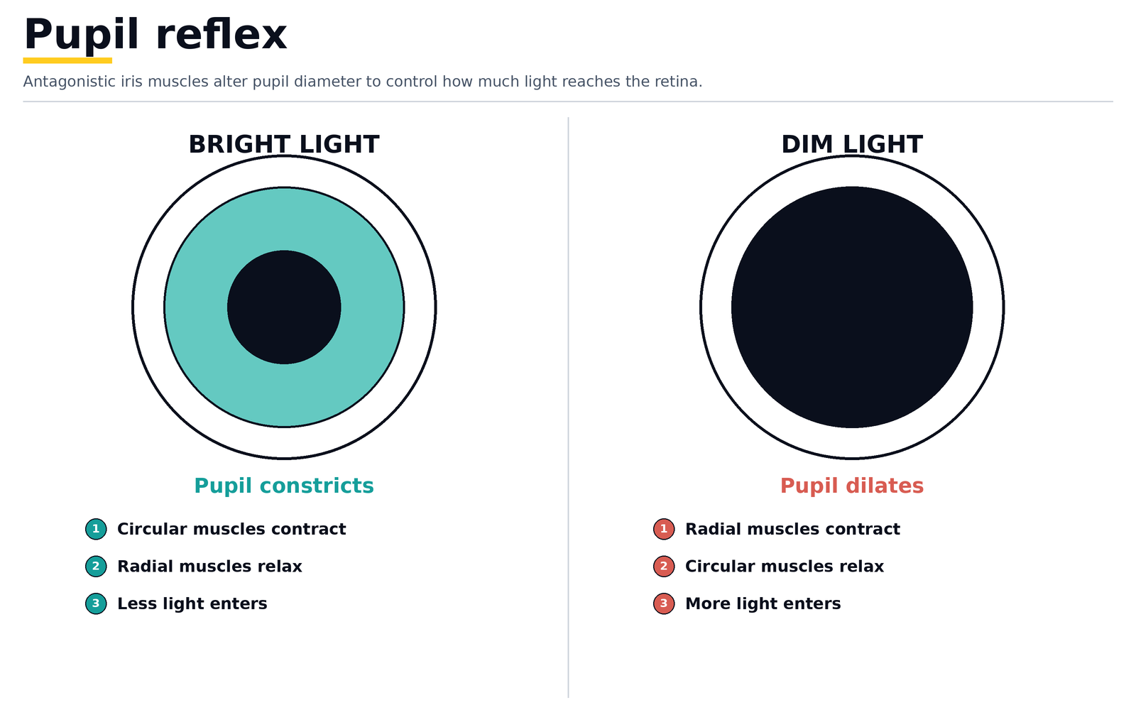 The pupil reflex: in bright light circular muscles contract and radial muscles relax so the pupil constricts; in dim light radial muscles contract and circular muscles relax so the pupil dilates