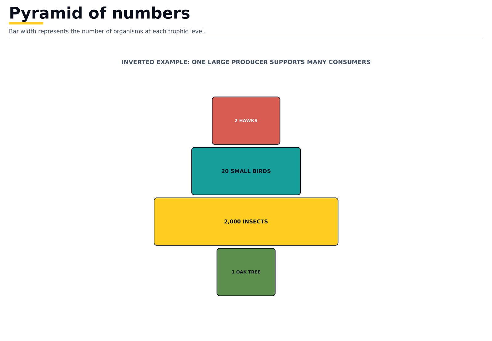 Pyramid of numbers: bar width is the number of organisms at each trophic level, here inverted because one large oak tree supports a thousand insects, twenty small birds and one owl