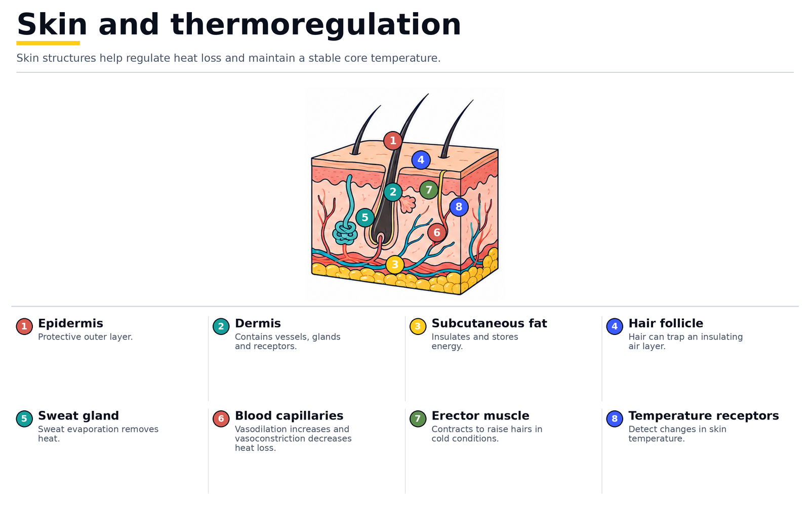 Skin and thermoregulation: epidermis, dermis, subcutaneous fat, hair follicle, sweat gland, blood capillaries, erector muscle and temperature receptors