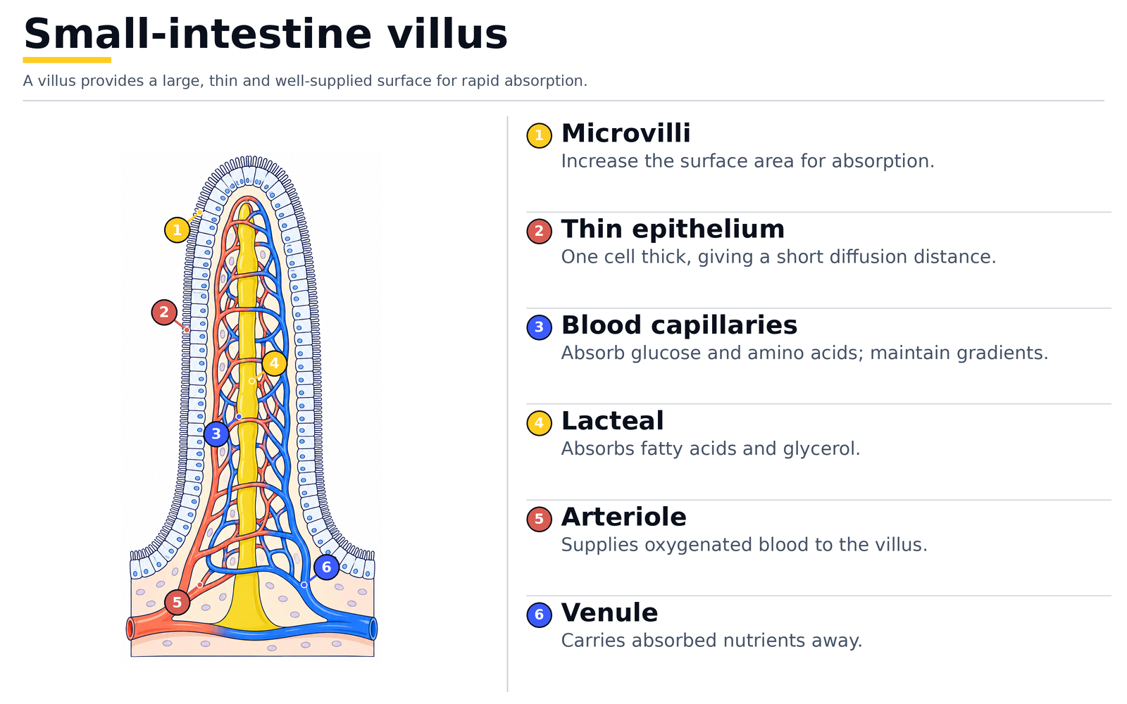 A small-intestine villus: microvilli, thin epithelium one cell thick, blood capillaries, lacteal, arteriole and venule