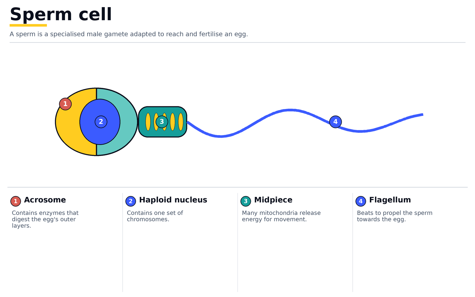 A sperm cell: acrosome, haploid nucleus, midpiece packed with mitochondria, and flagellum