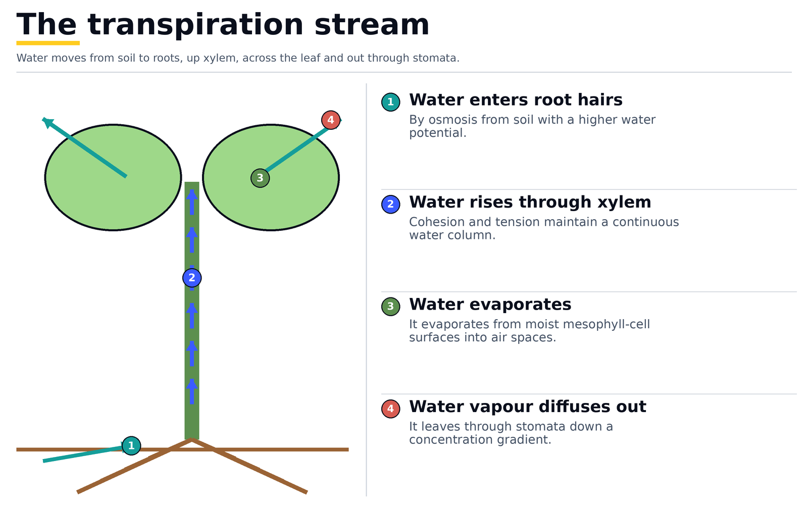 The transpiration stream: water enters the root hairs by osmosis, rises through the xylem held together by cohesion and tension, evaporates from the moist mesophyll cell surfaces, and diffuses out as water vapour