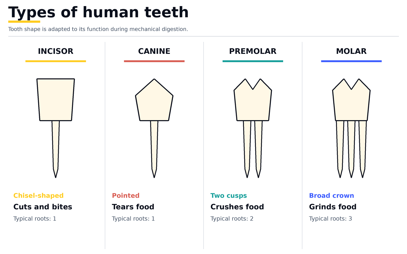 The four types of human teeth: chisel-shaped incisors that cut and bite, pointed canines that tear, two-cusped premolars that crush, and broad-crowned molars that grind