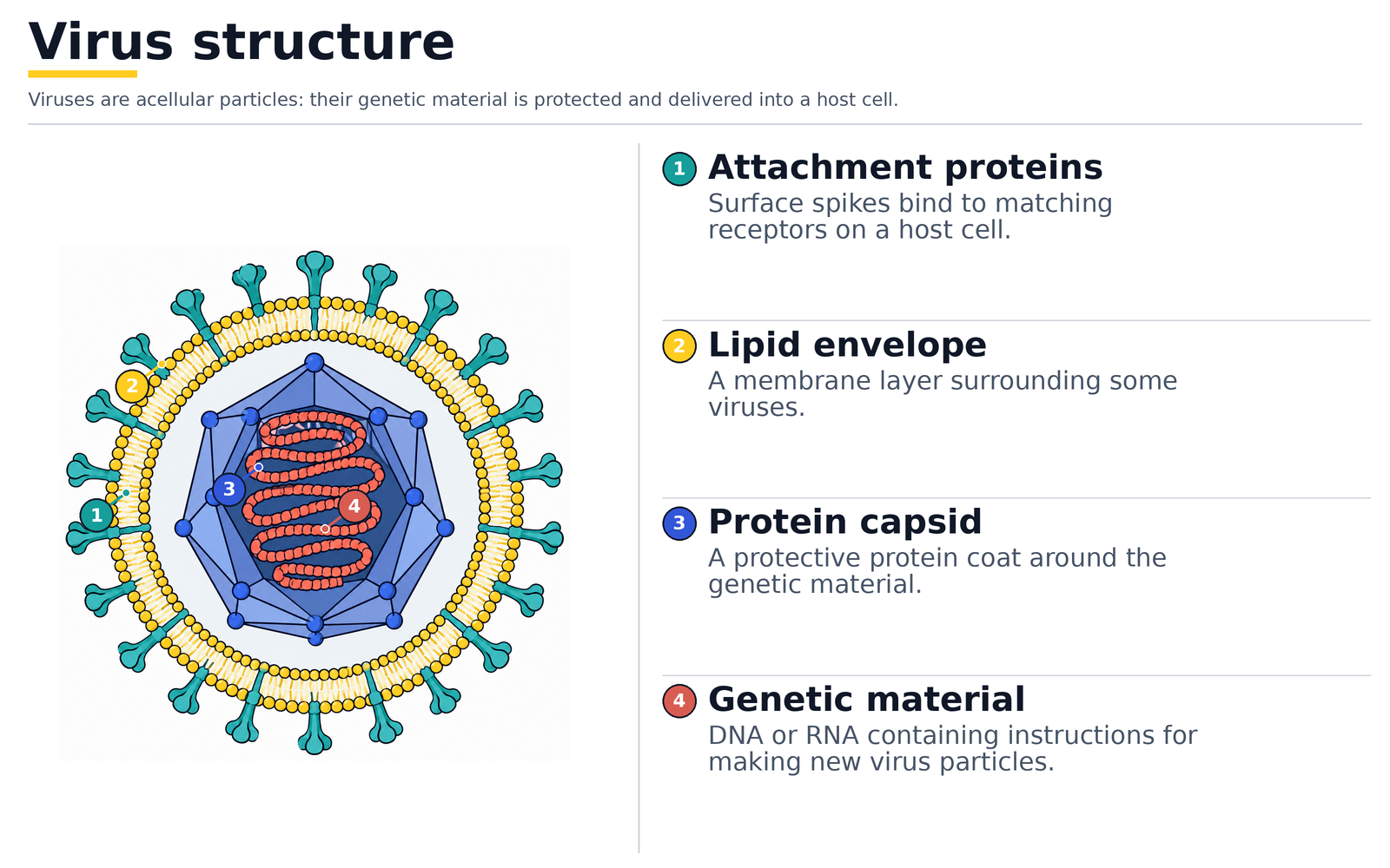 Structure of a virus: attachment proteins, lipid envelope, protein capsid and the genetic material of DNA or RNA inside