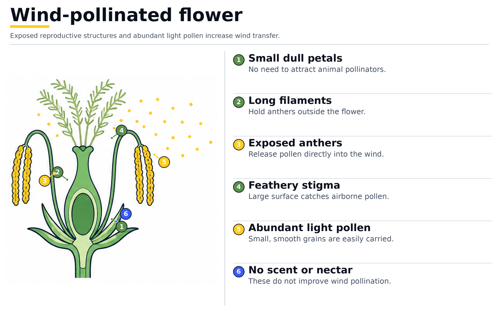 Wind-pollinated flower: small dull petals, long filaments holding anthers outside the flower, a feathery stigma, abundant light smooth pollen and no scent or nectar